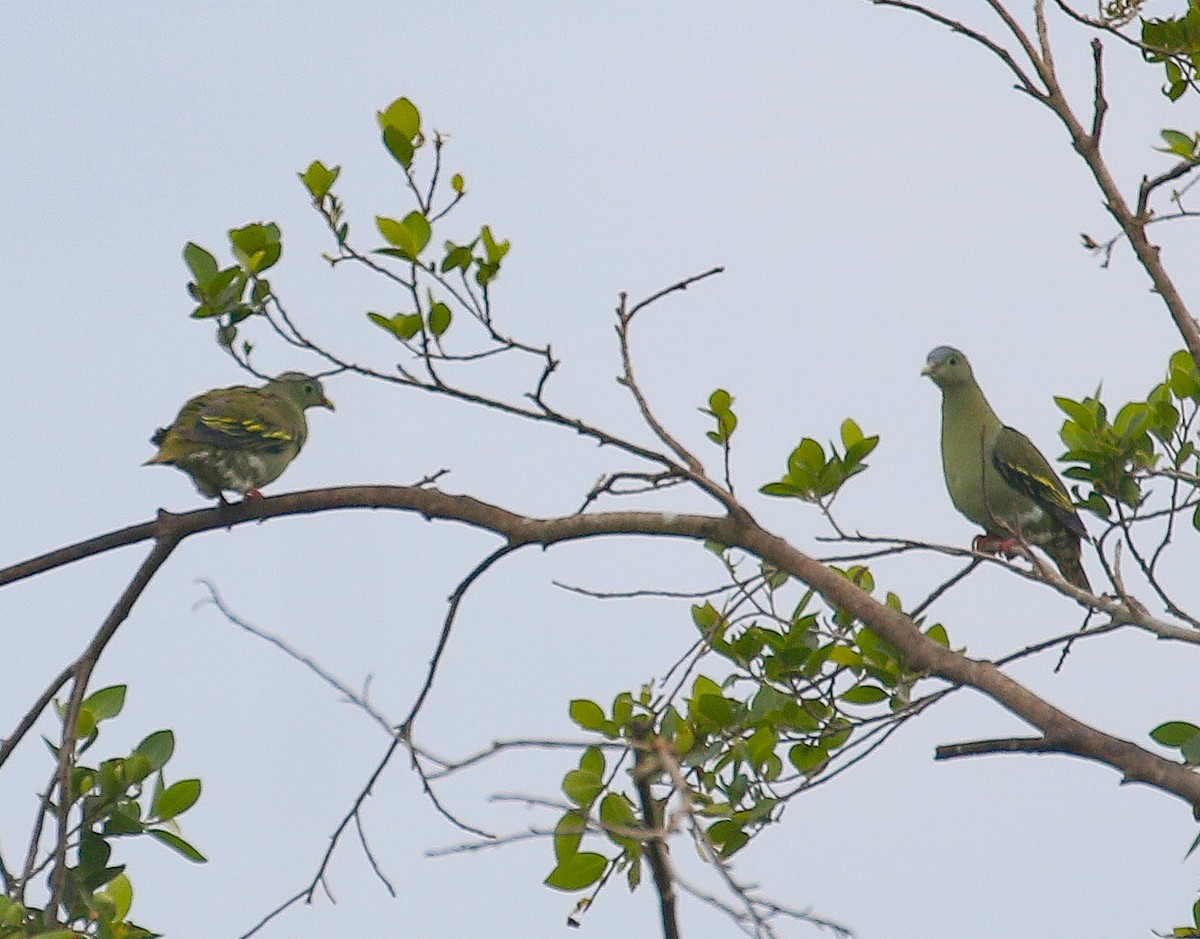 Thick-billed Green-Pigeon - ML390968131