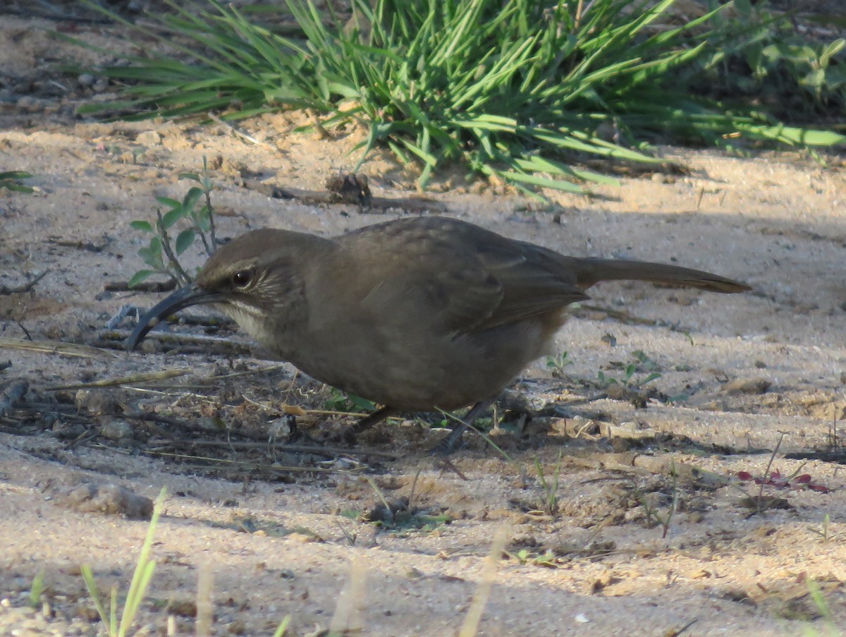 Cuitlacoche Californiano - ML390969401