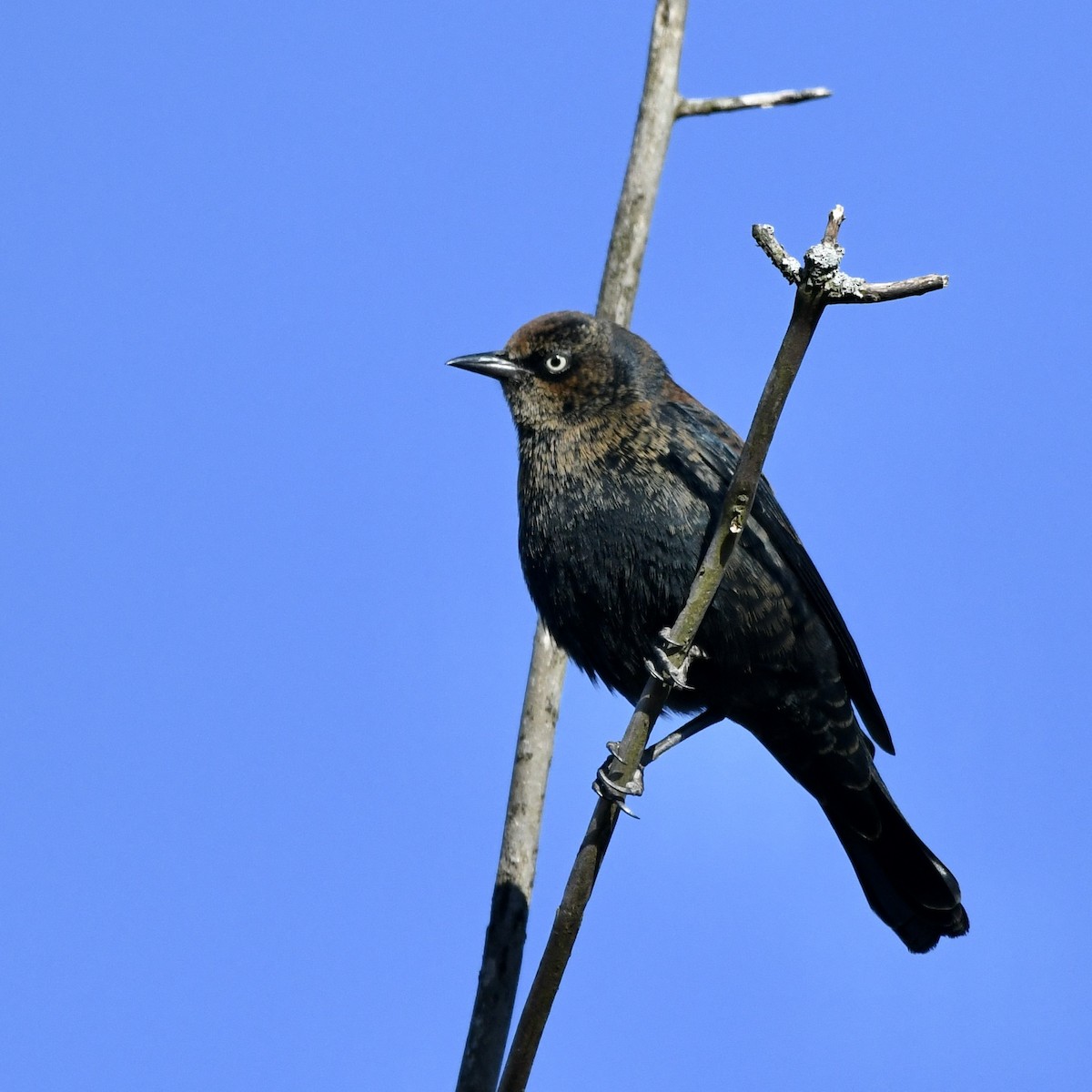 Rusty Blackbird - ML390969551