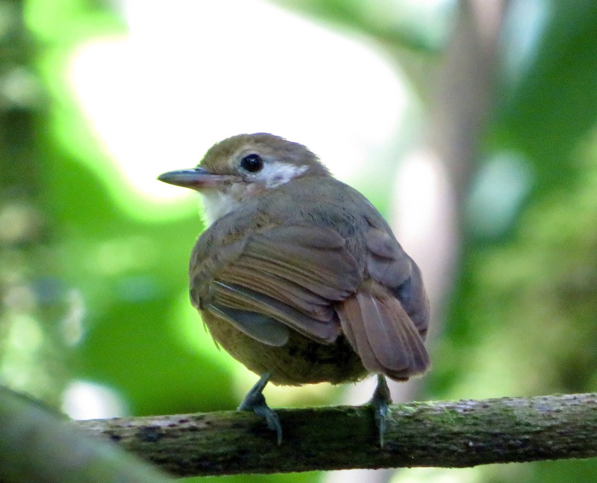 Plain Antvireo - Carlos Sanguinetti