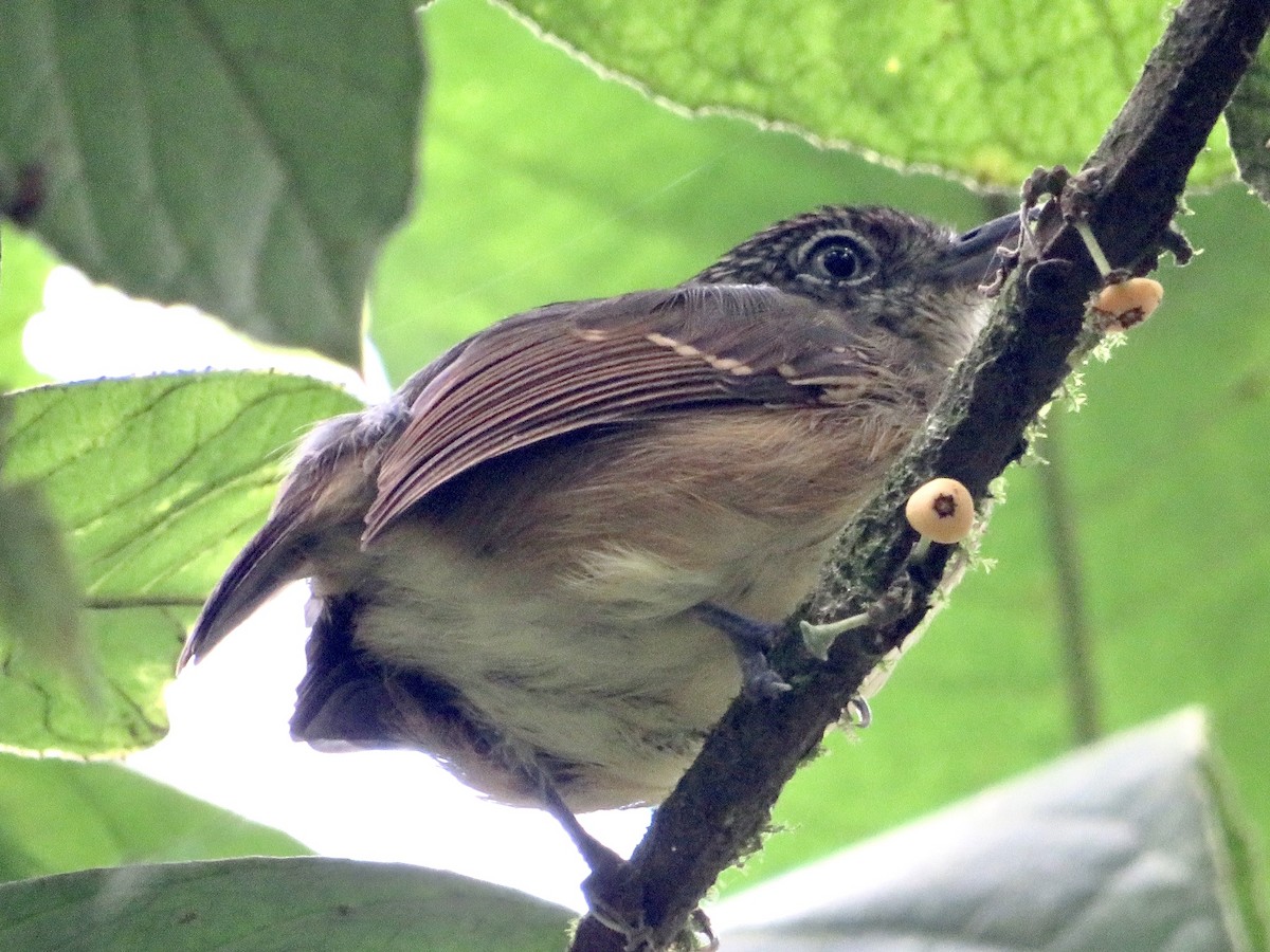 Spot-crowned Antvireo - ML390975311