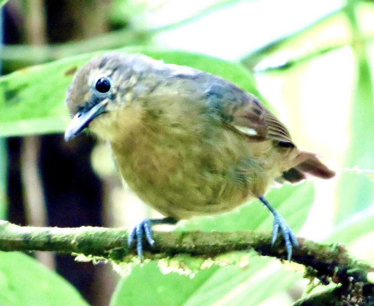 Slaty Antwren - ML390975431