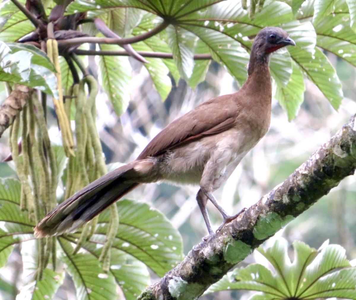 Chachalaca Cabecigrís - ML390975991