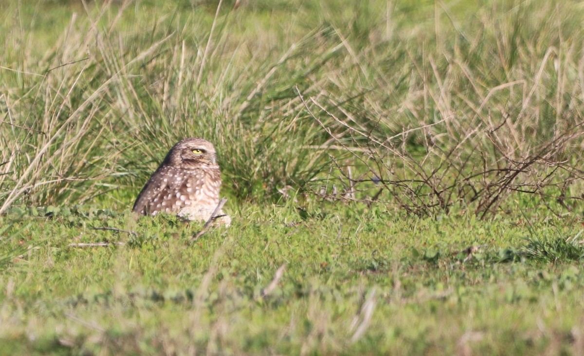 Burrowing Owl - ML390976141