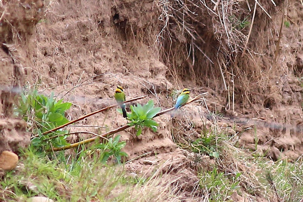 Rainbow Bee-eater - ML39097681
