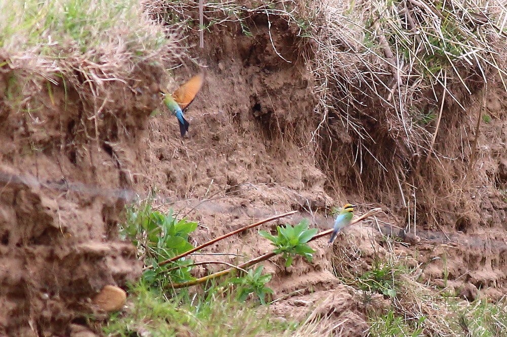 Rainbow Bee-eater - Paul Lynch