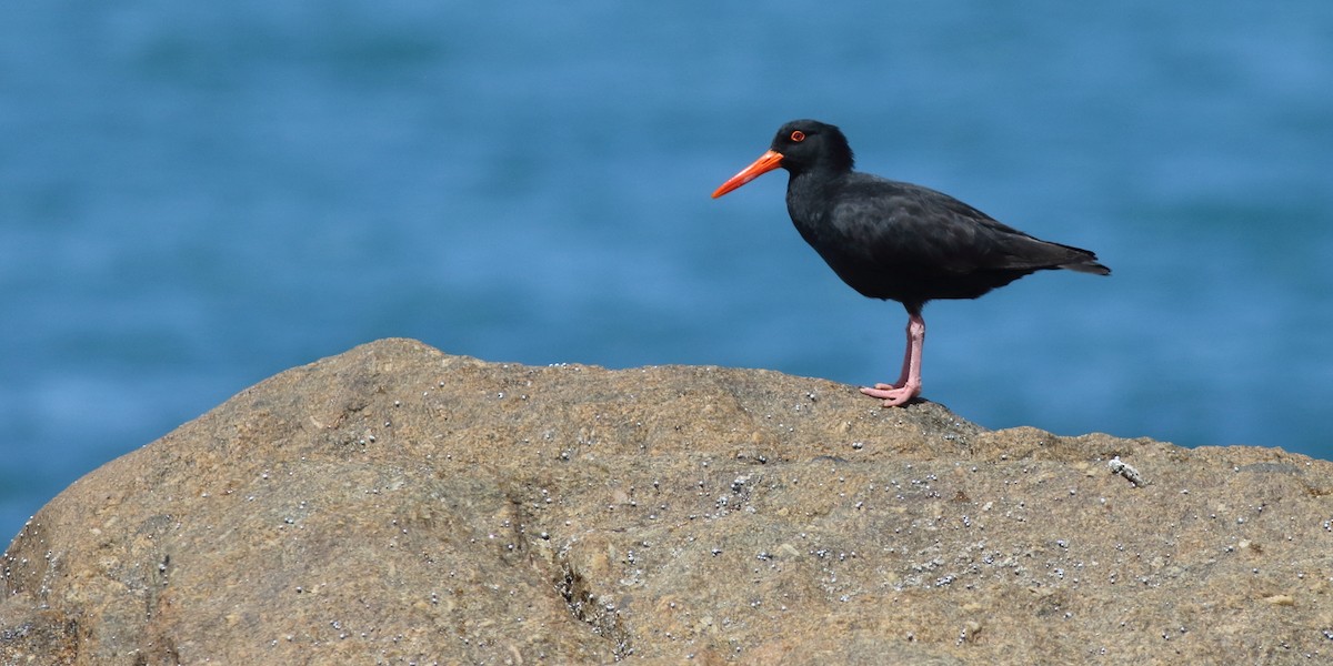 Sooty Oystercatcher - ML390977861
