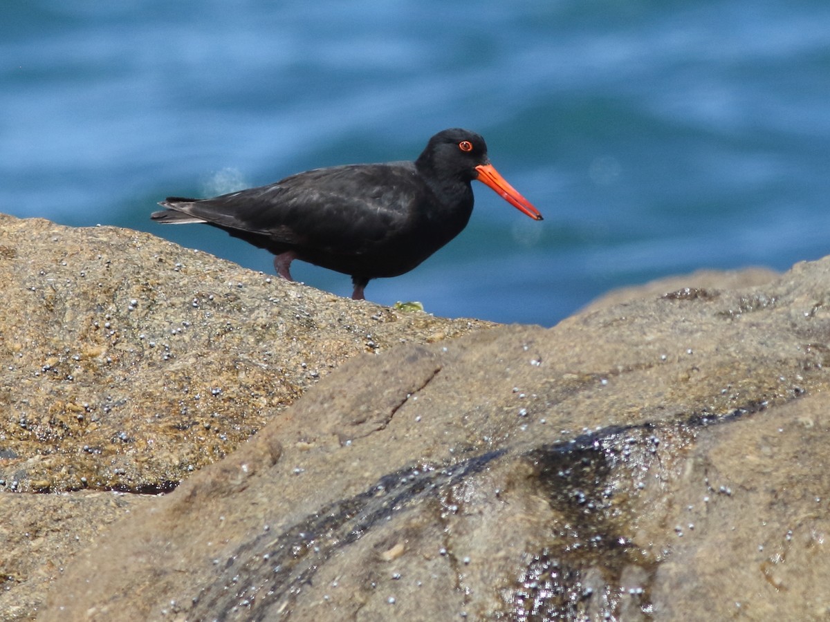 Sooty Oystercatcher - ML390977901