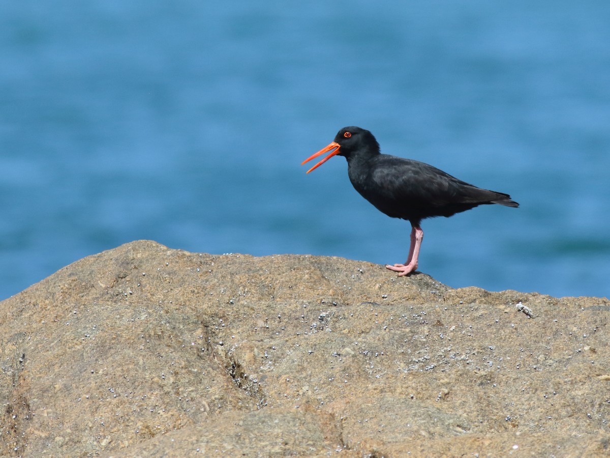 Sooty Oystercatcher - ML390978071