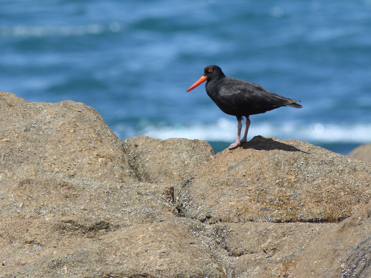 Sooty Oystercatcher - ML390978131