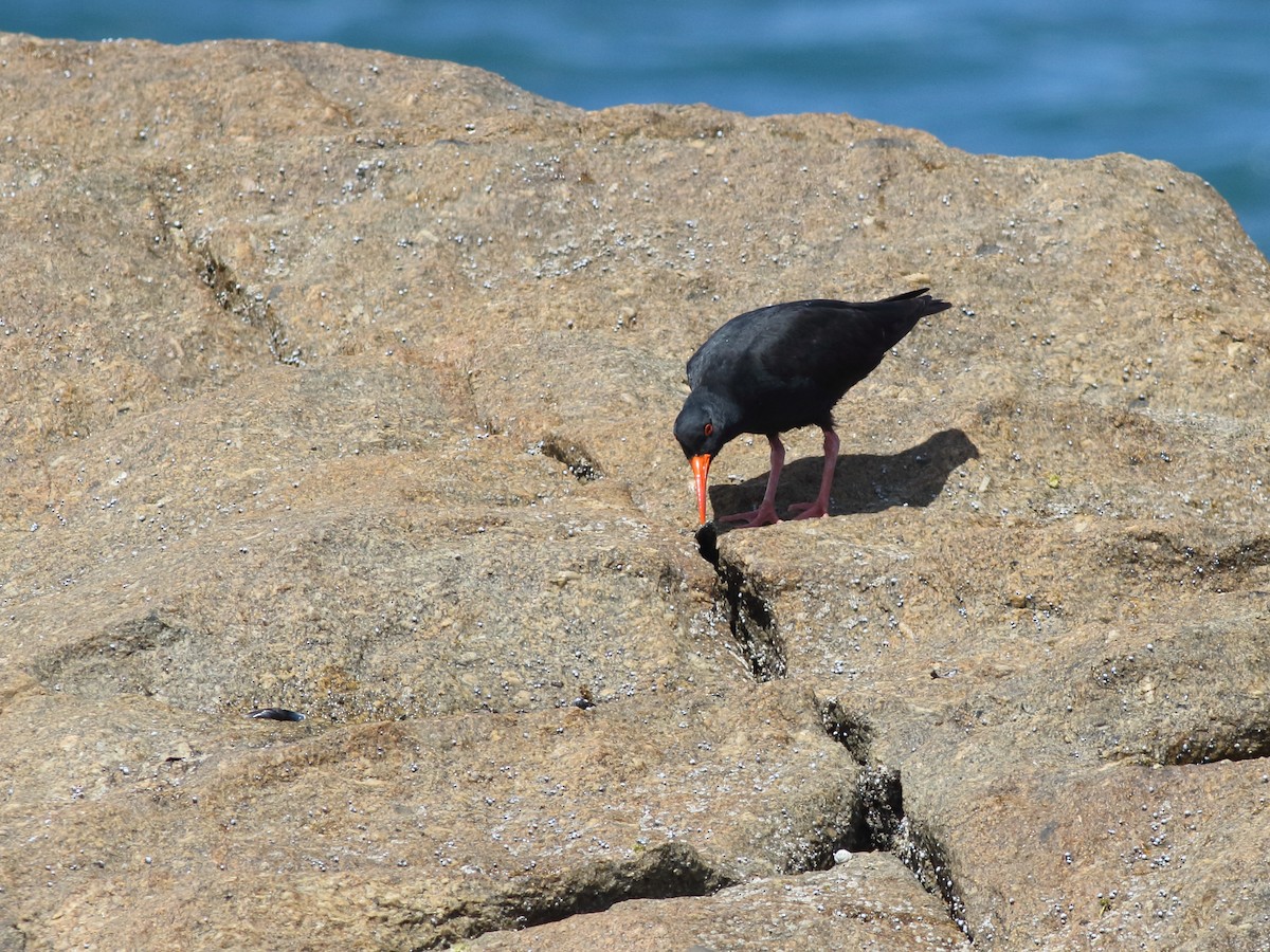 Sooty Oystercatcher - ML390978151