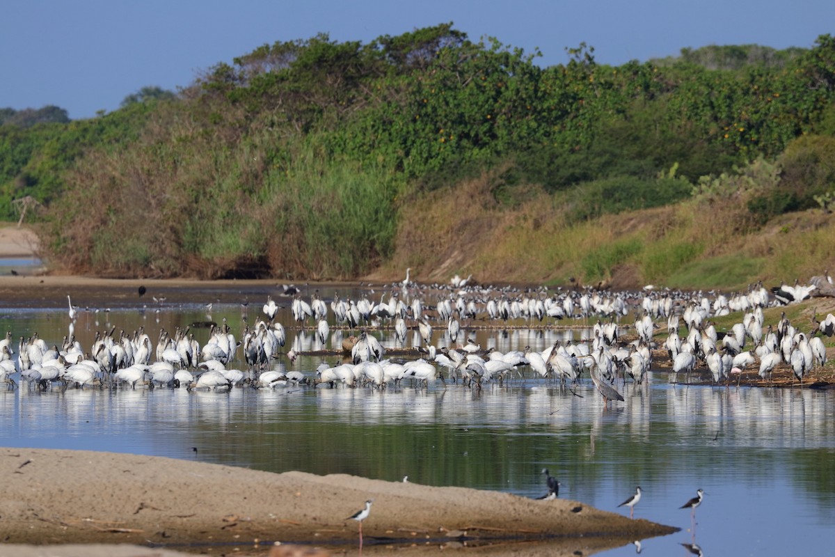 Wood Stork - ML390978281