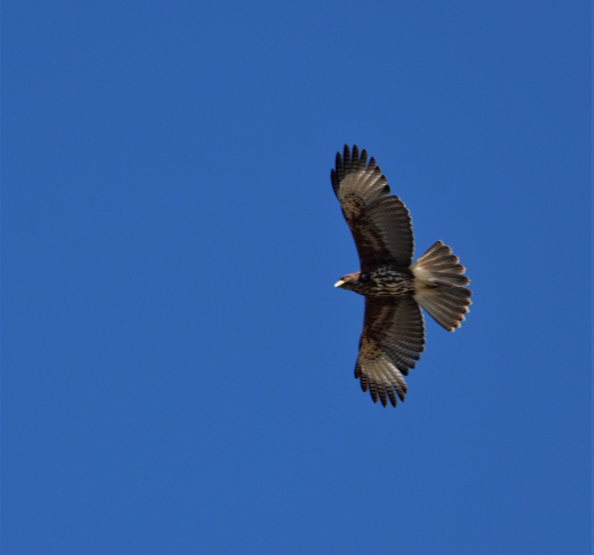 Harris's Hawk - ML390978711