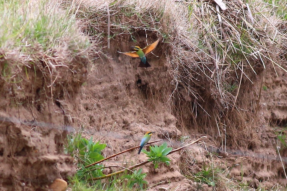 Rainbow Bee-eater - ML39097881