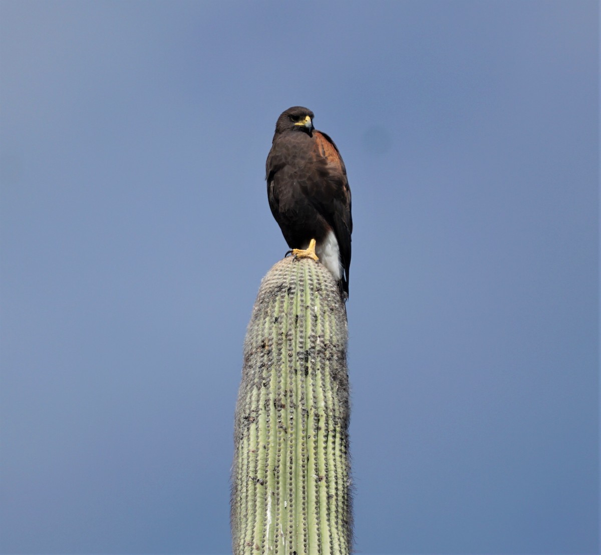 Harris's Hawk - ML390978891
