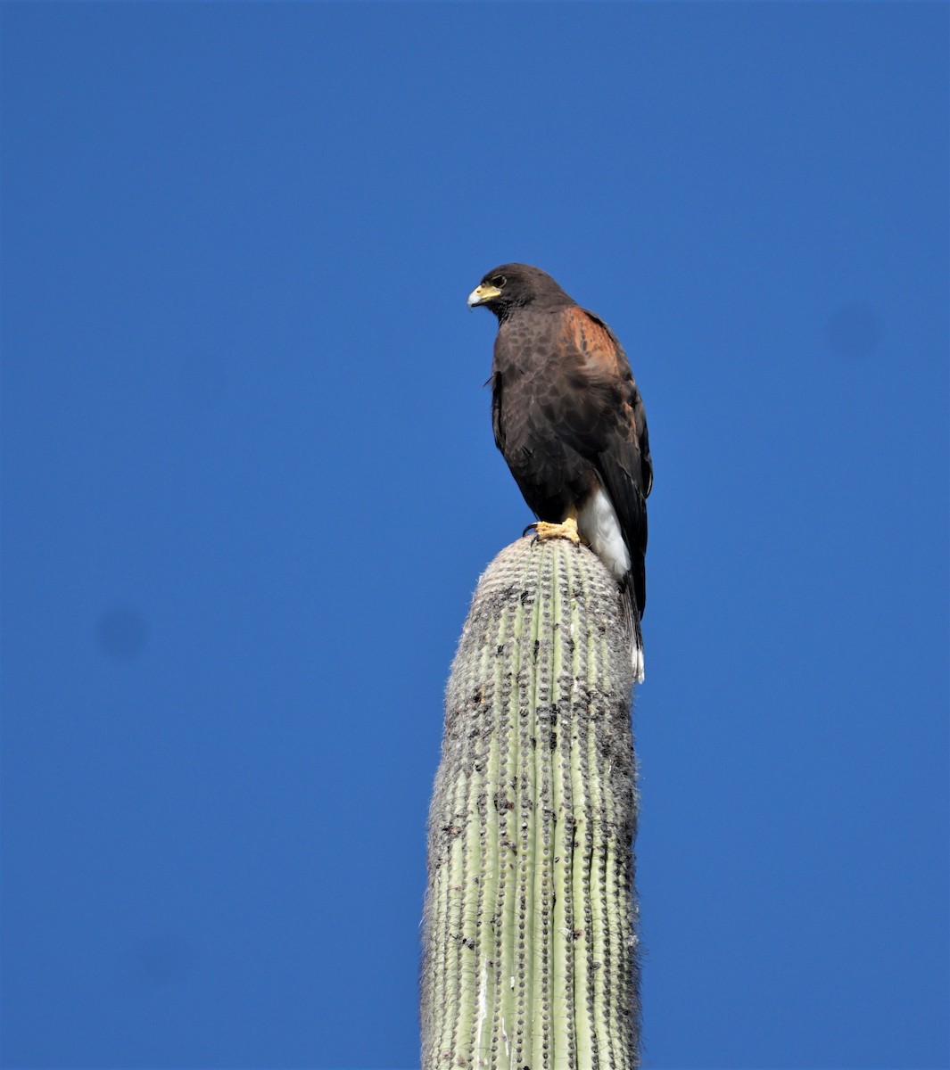 Harris's Hawk - ML390978971