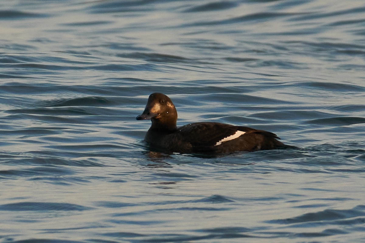 White-winged Scoter - Grigory Heaton