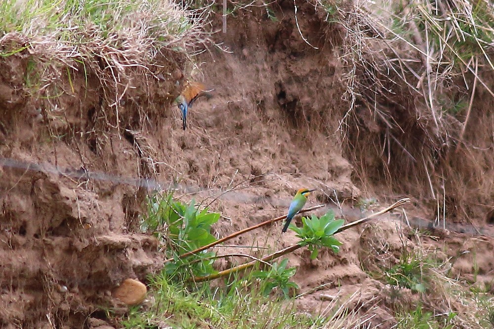 Rainbow Bee-eater - ML39097911