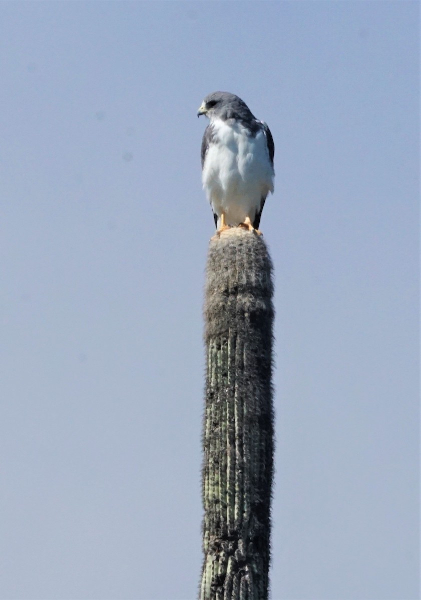 White-tailed Hawk - ML390979151