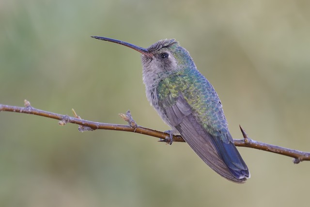Field Identification - Broad-billed Hummingbird - Cynanthus
