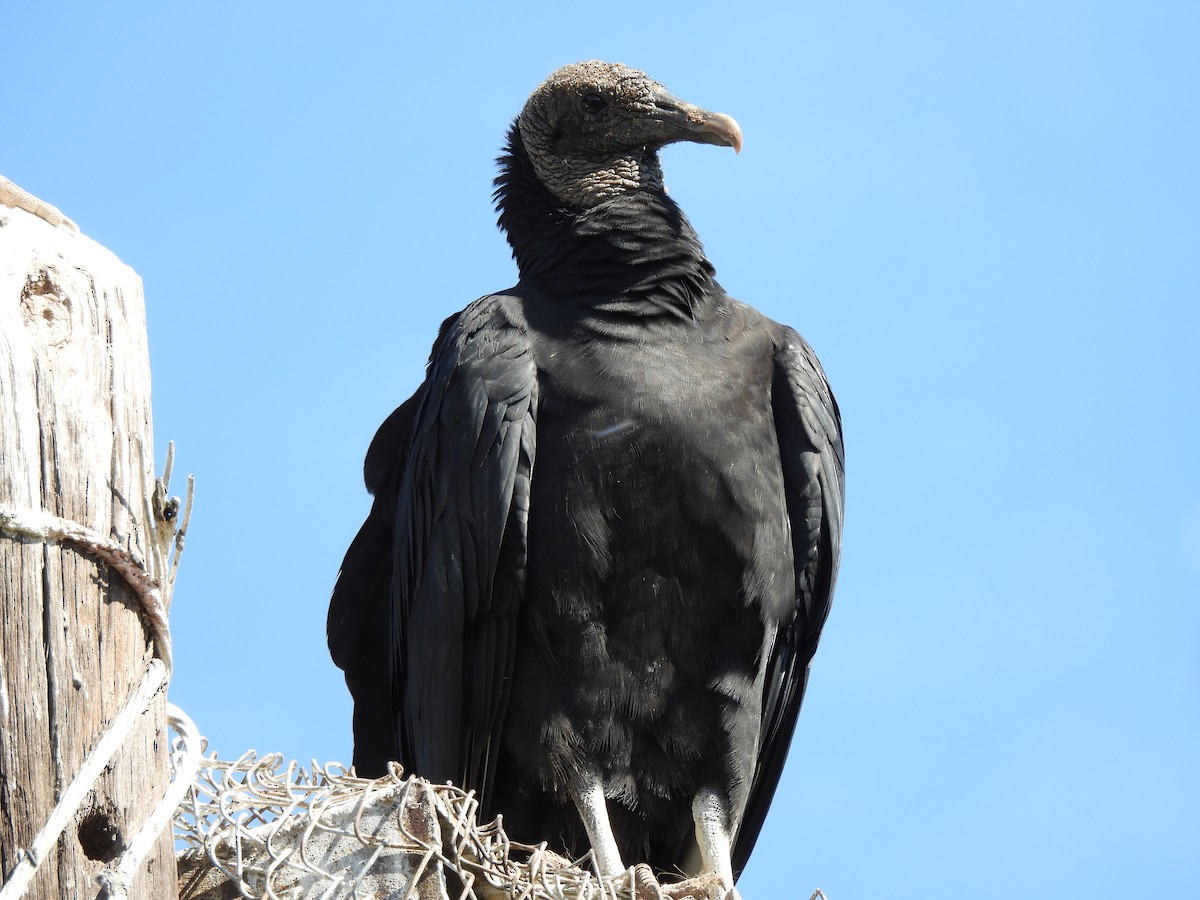 Black Vulture - ML390980901