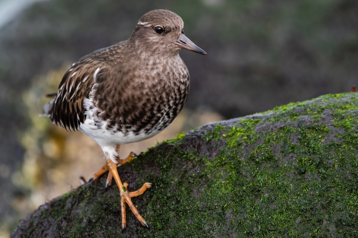 Black Turnstone - ML390980961