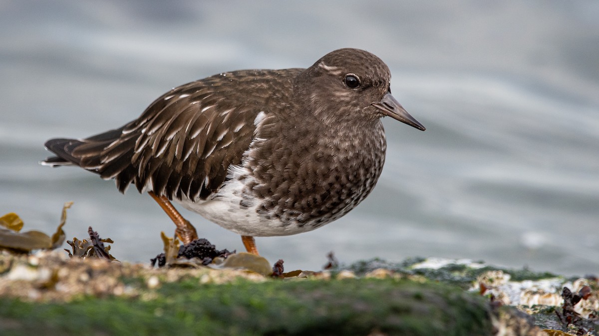 Black Turnstone - ML390981021