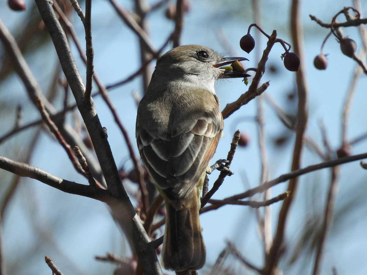 Ash-throated Flycatcher - ML390981041