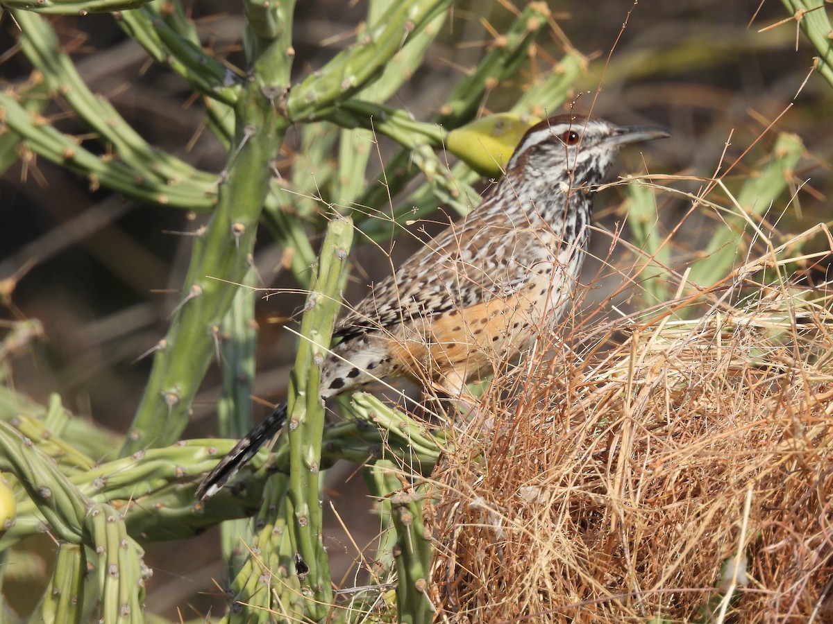 Cactus Wren - Jorge Alcalá