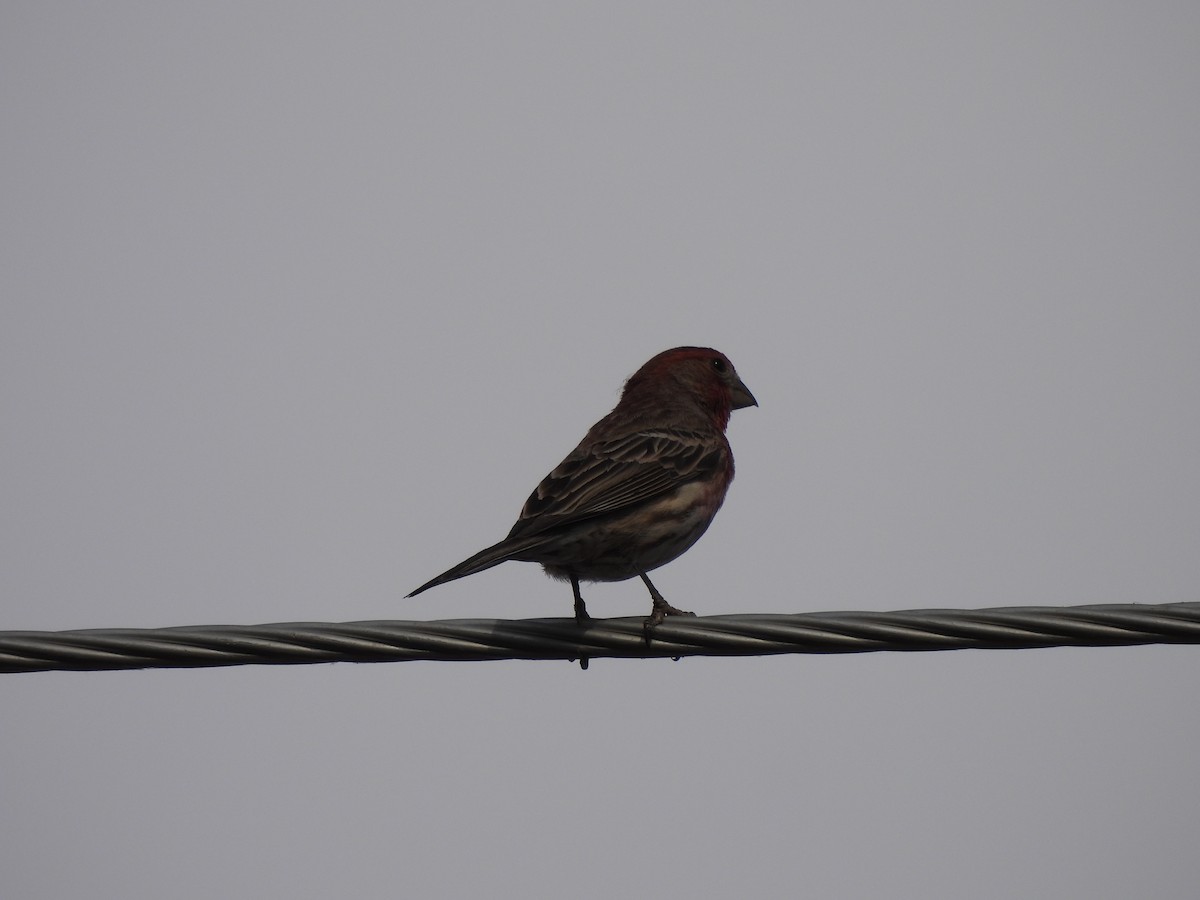 House Finch - ML390981181