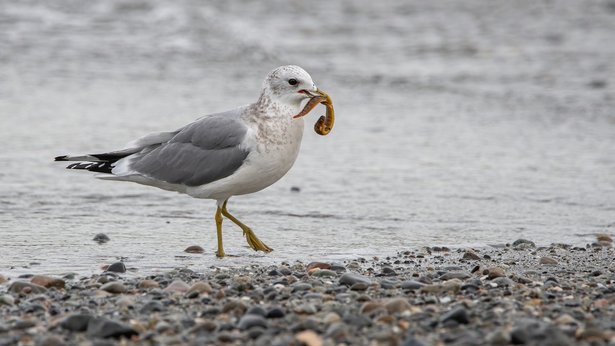 Short-billed Gull - ML390981231