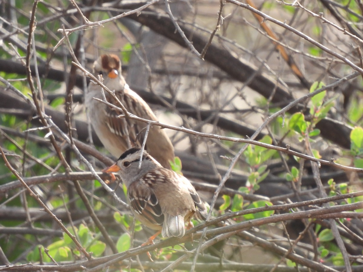 White-crowned Sparrow - Jorge Alcalá