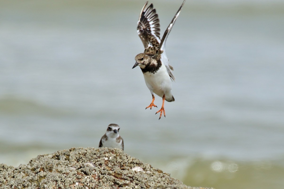 Ruddy Turnstone - Benny Soon