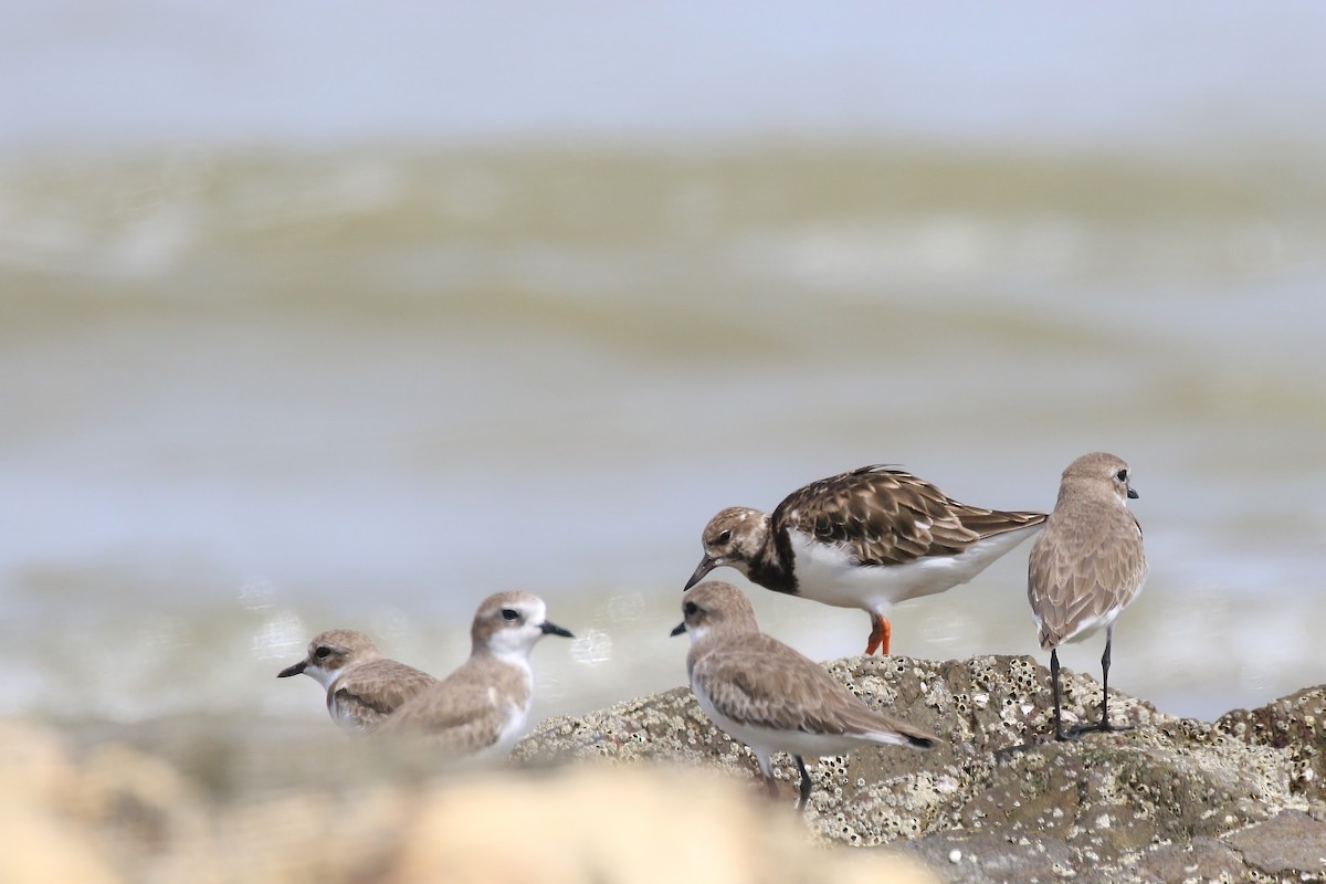 Ruddy Turnstone - Benny Soon