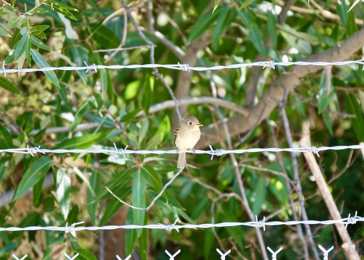 Western Flycatcher (Pacific-slope) - Dave Bengston