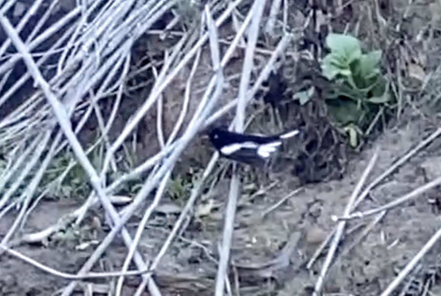 Painted Redstart - ML390982751