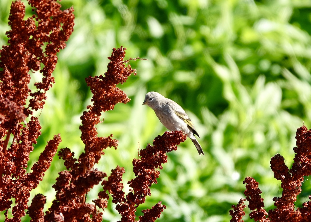 Lawrence's Goldfinch - ML390982841