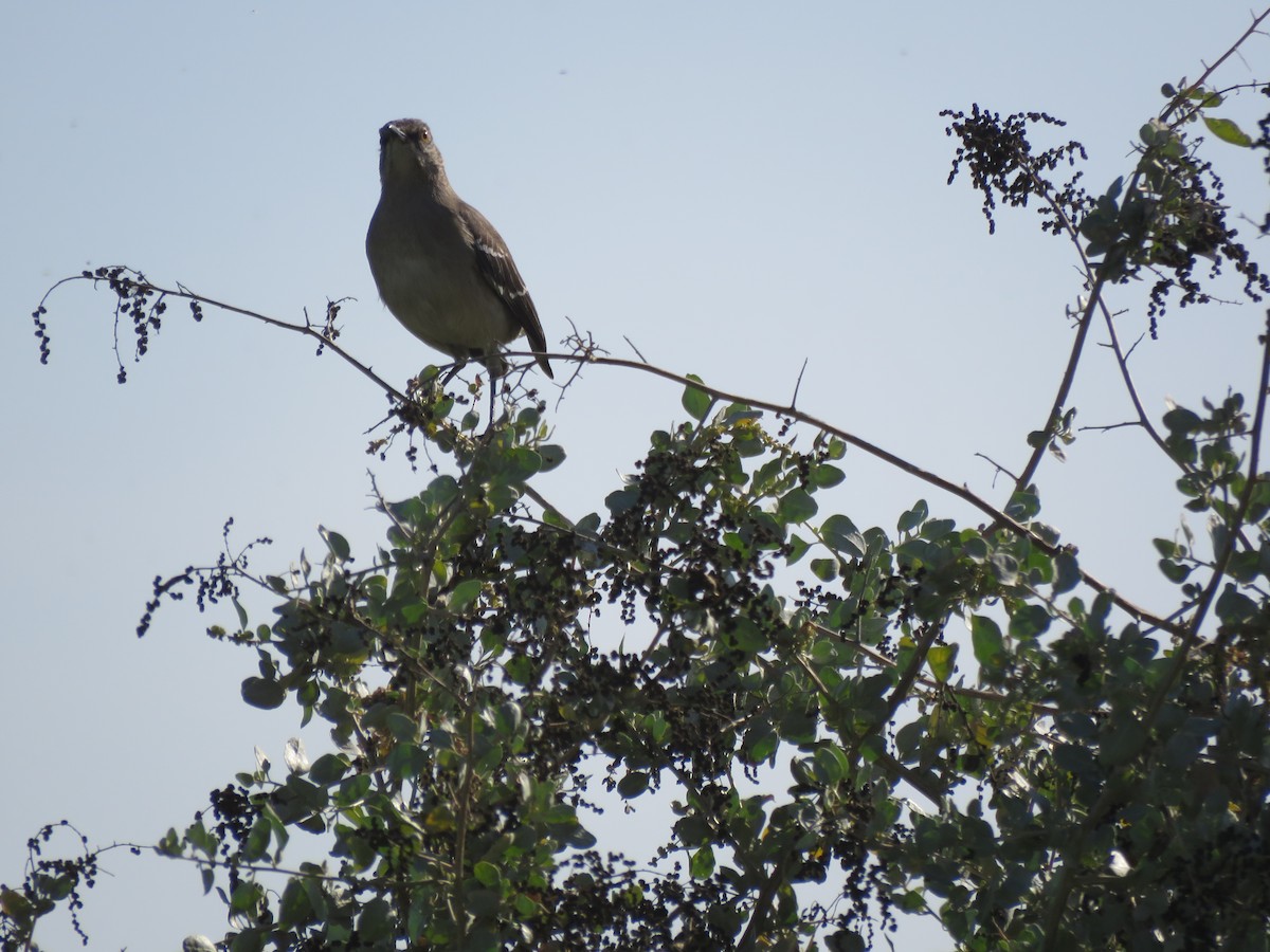 Northern Mockingbird - ML390984481