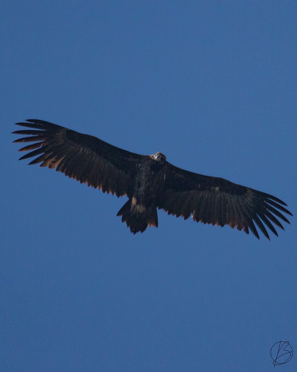 Cinereous Vulture - ML390987151