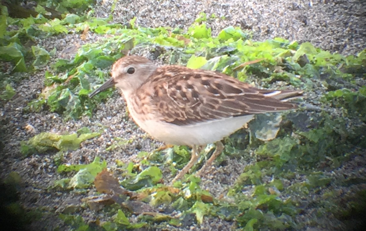 Least Sandpiper - ML390991601