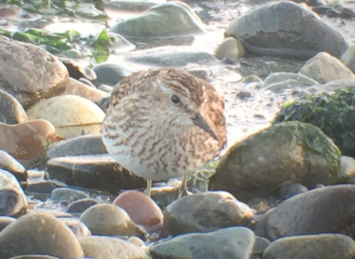 Least Sandpiper - ML390991631