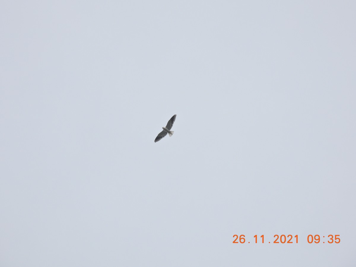 Black-winged Kite - ML390993211