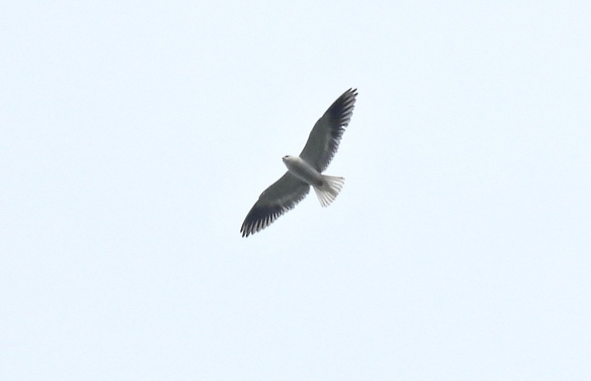 Black-winged Kite - ML390993241