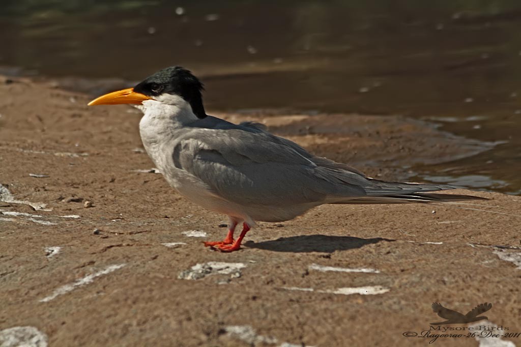 River Tern - Ragoo  Rao