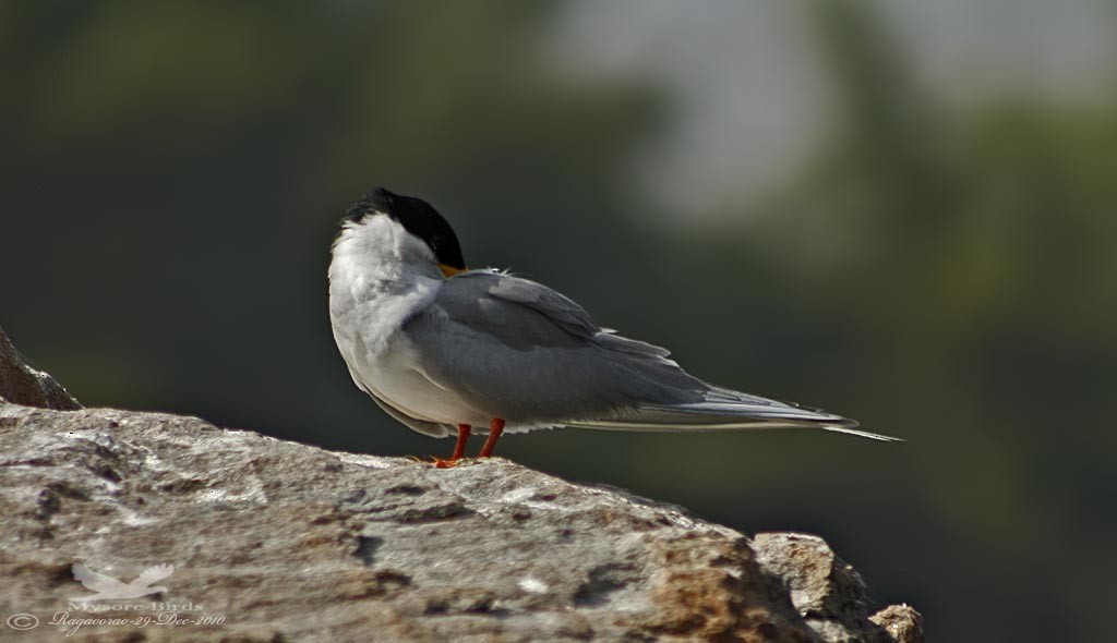 River Tern - ML390993801