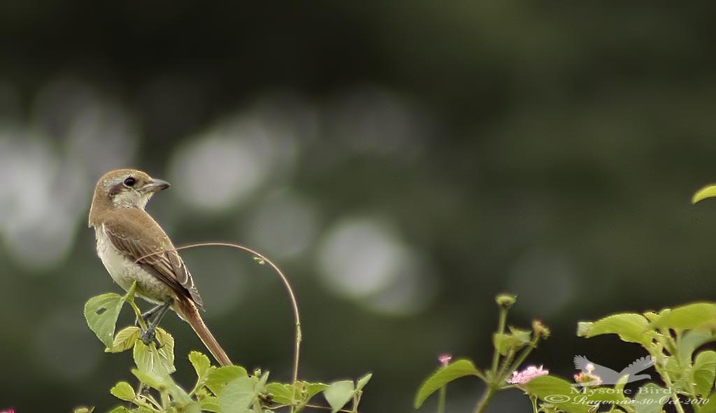 Brown Shrike - ML390994331