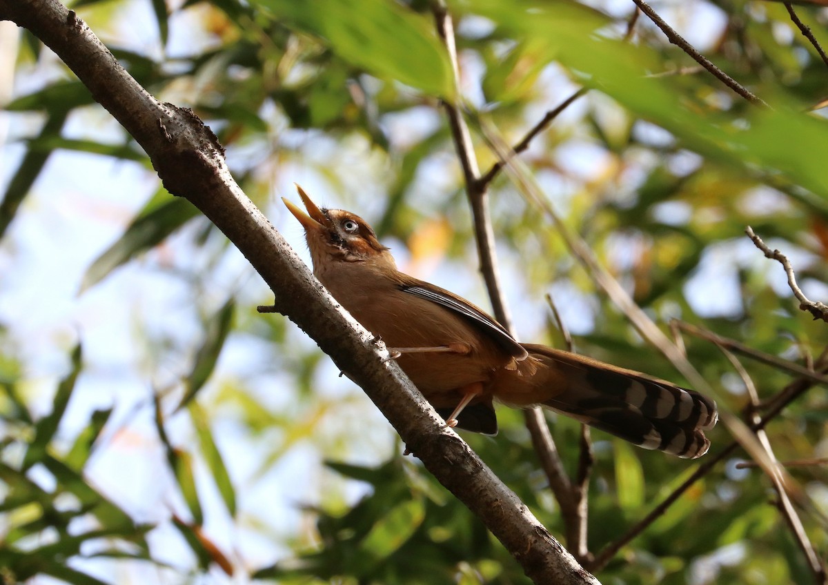 Moustached Laughingthrush (Eastern) - ML390995311