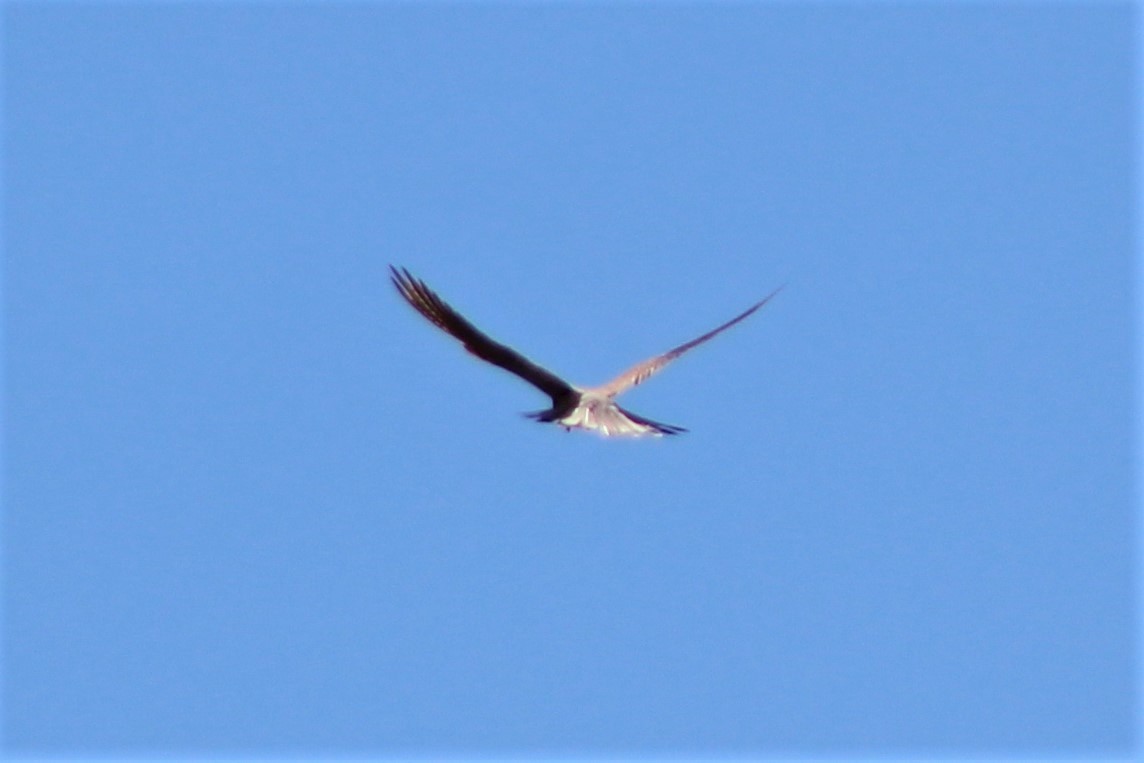Graubartfalke - ML390995891