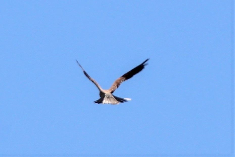 Graubartfalke - ML390995901
