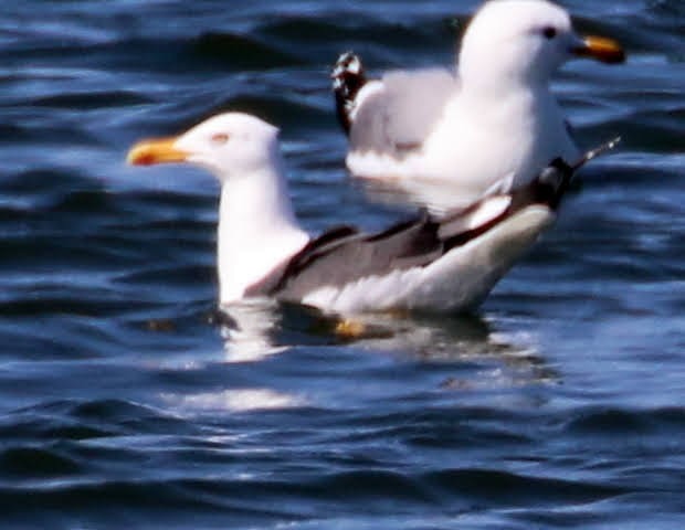 小黑背鷗 - ML390996081